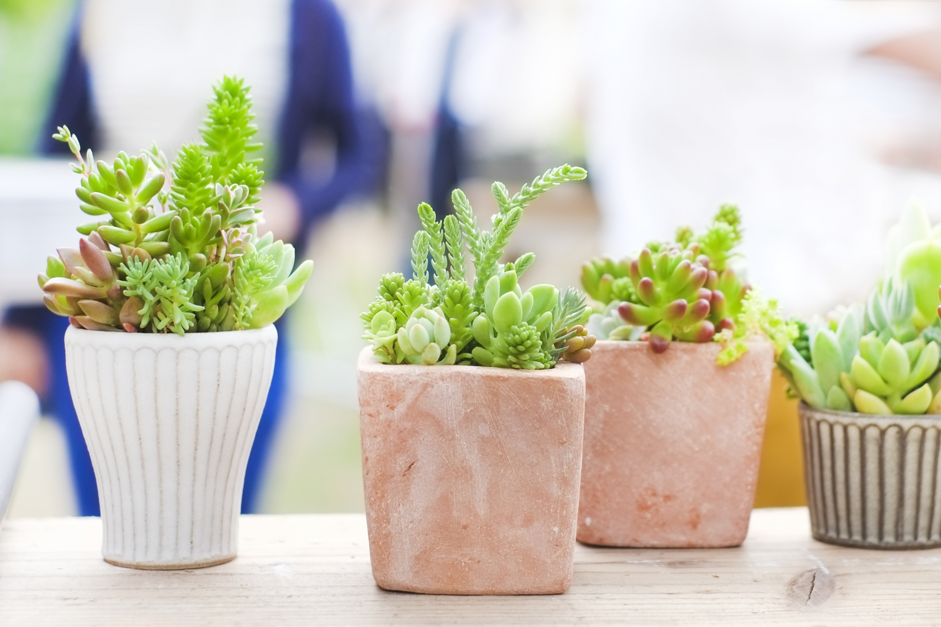 観葉植物を部屋に置くと本当に空気がきれいになる？植物と住環境の科学的な話